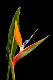 Birds Of Prey Flower Meaning Pin On Art Reference