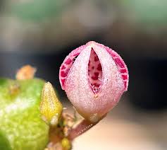 Image result for Tridentea marientalensis