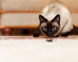 猫 遊びたいの画像