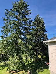 Other causes include overwatering, low light, fertilizer problems, pests, or transplant stress. Drooping Doug Fir 653004 Ask Extension
