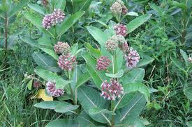 Image result for Asclepias schumanniana