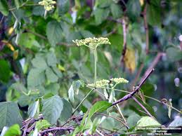 Image result for Cayratia ibuensis