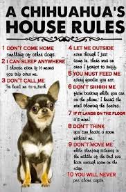These aussies prefer to live it up in the woods of north carolina and have some seriously enviable outdoor adventure pictures to prove it. Pin By Debbie Hoehn On Chi S Chihuahua Quotes Teacup Chihuahua Puppies Chihuahua Funny