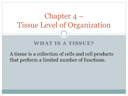 Then the organs are formed by the functional grouping of multiple tissues together. Ppt Chapter 4 Tissue Level Of Organization Powerpoint Presentation Id 6898507