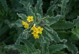 Image result for Cordia torrei