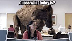 Nie udało się przetłumaczyć tej oferty na język polski. Camel Rider Gifs Get The Best Gif On Giphy