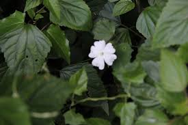 Image result for Thunbergia usambarica