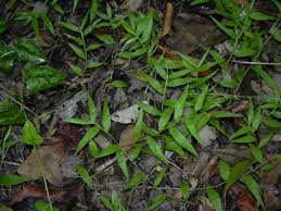 Image result for Oplismenus hirtellus