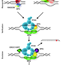 New european recordings, a record label. Mammalian Nucleotide Excision Repair Ner Ner Removes A Wide Variety Download Scientific Diagram