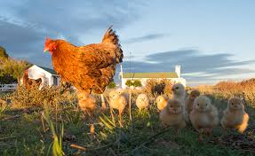 Well you're in luck, because here they. Commercial And Backyard Poultry Production Bringing Two Worlds Together For Better Biosecurity