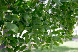 Image result for Albizia lebbeck