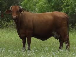 Maybe you would like to learn more about one of these? Females Four J Cattle Santa Gertrudis Cattle Texas Cattle Beef Cattle Female