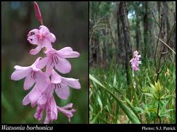 Image result for Watsonia