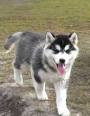 Pomsky Puppies For Sale - Pomsky Breed Profile ...