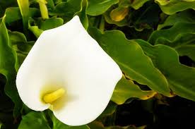 Canna lily balcony plants tall plants petunias plant leaves sunrise shapes yellow spring. What Causes Calla Lily Leaf Curling 5 Possibilities The Practical Planter