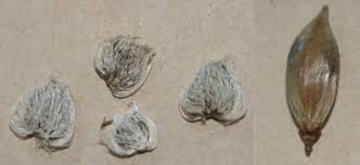 Image result for Barleria oxyphylla