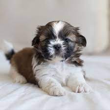 Caõzinho shitzu sonhando enquanto dorme ou tendo um pesadêlo?. 1 Shih Tzu Puppies For Sale In Seattle Wa Uptown