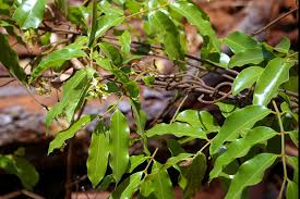 Image result for Landolphia ligustrifolia