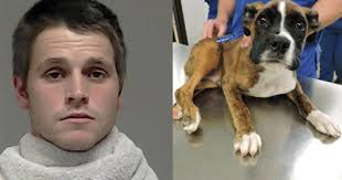 Man sentenced to 12 years in prison for stomping on, throwing puppy : r/news