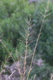 Image result for Chrysopogon