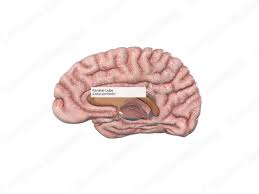 Image result for Parietal Lobe