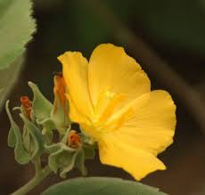 Image result for Melhania