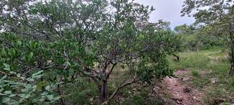 Image result for Ficus stuhlmannii