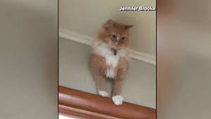 We did not find results for: Video Curious Cat Somehow Gets Himself Stuck In Wall