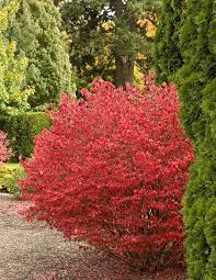 Dramatic Burning Bush Shrubs For The Gardens Garden Shrubs Bushes Shrubs Foliage Plants