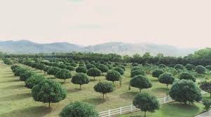 If you want to learn some tips. Bea Alonzo S Beati Firma Farm Ang Pinoy