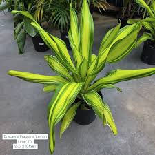 Image result for Dracaena fragrans