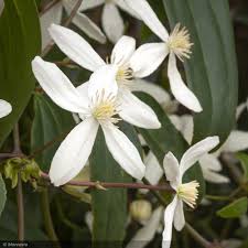 Image result for Clematis dolichopoda