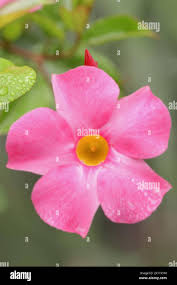 Image result for dipladenie amonea