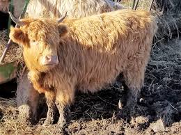 Scottish highland cattle auction harold ramey, auction chairman phone: Mini Highland Cattle Farm Life