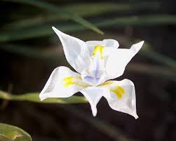 Image result for Dietes flavida