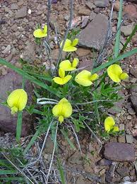 Image result for Schizocarphus nervosus