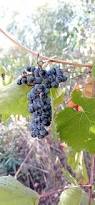 Image result for Vitis vinifera