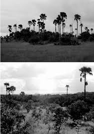 Image result for Loudetia simplex