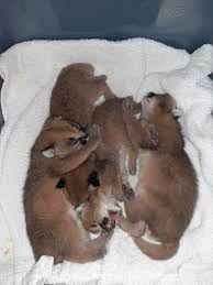 How much does a cheetah cost? Caracals For Sale