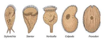 Pada video ini sy menunjukkan cara pemasangan aerator dari dasar kolam tanpa pakai selang. Soal Pilihan Ganda Jawabannya Biologi Kelas 10 Bab 6 Protista Sekolahmuonline Com Sekolahmuonline