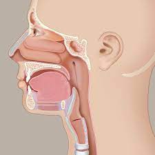 See all ear, nose and throat topics. It S All Connected Lateral Ent Health