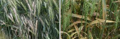 Fall Wheat Disease Management Strategies To Reduce Losses In 2020 Cropwatch University Of Nebraska Lincoln