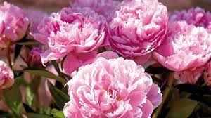 To grow tree peonies from their seeds, it's basically the same process as for the others. Growing Peonies From Seed Paeonia Youtube