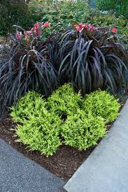 I Think I May Just Have To Get One Or More Of These Good Vibrations Juniperus Horizontalis Outdoor Plants Plants Front Yard Landscaping
