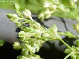 Image result for Corrigiola