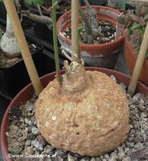 Image result for Adenia stenodactyla