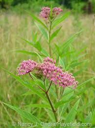 Image result for Asclepias aurea
