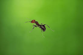 Photos, address, and phone number, opening hours, photos, and user reviews on yandex.maps. Over A Cheever Pest Control Serving Port Charlotte North Port Englewood Venice Sarasota Areas