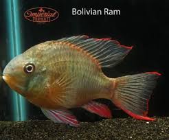 Bolivian ram stats minimum tank size. Bolivian Rams Mikrogeophagus The Pictures Above Are Of Full Grown Fully Colored Up Adults These Are A R South American Cichlids Cichlids American Cichlid