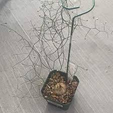 Image result for Schizobasis intricata